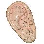 耳按摩模型-耳部反射区按摩学习及教学