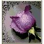 阿卡手工 法国进口十字绣 套件 花草滴水玫瑰-紫 11ct中格