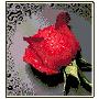 阿卡手工 法国进口十字绣 套件 花草滴水玫瑰-红 11ct中格