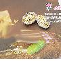 韩国Angel-超闪金色土星透明耳钉