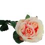 长物志【天鹅】50cm粉红色天鹅玫瑰