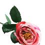 长物志【蕾蕾】50cm玫红开心玫瑰
