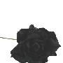 长物志【凋】75cm黑色绒布大玫瑰