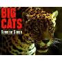 Big Cats