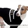2010 新款 ISPET 宠物服装 宠物T恤 字母烫片 T恤 SS-2072 3XL码
