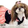 新款ISPET宠物服装 春夏装-可爱吊带宠物小礼裙SS-2086 L码