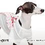 新款 ISPET宠物服装 春夏装-经典拉链装饰宠物T恤SS-2075 M码
