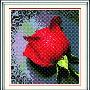 口溢彩品牌 海贝尔十字绣 套件滴水玫瑰4选1 HBE 433-035