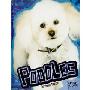 Poodles (图书馆装订)