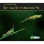 Los Insectos En Movimiento (Bugs on the Move) (平装)