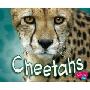 Cheetahs (图书馆装订)