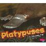 Platypuses (图书馆装订)