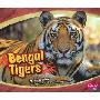 Bengal Tigers (平装)