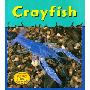 Crayfish (平装)
