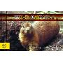 Wild Animals (平装)