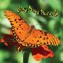 Busy, Busy Butterfly (木板书)