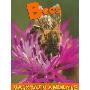Bees (平装)