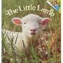 The Little Lamb (平装)