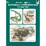 Reptiles and Amphibians Coloring Book (平装)