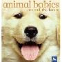 Animal Babies Around the House (木板书)