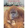 Orangutang  (Animals Under Threat) (平装)