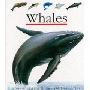 Whales (First Discovery) (精装)