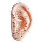 12公分超清晰 耳朵模型/耳穴位模型/耳反射区模型/耳针灸模型