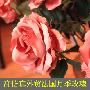 【福乐美】法国月季玫瑰外贸高仿真花绢花假花