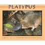 Platypus (学校和图书馆装订)