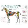 The Horse Anatomy Workbook: A Learning Aid for Students Based on Peter Goody's Classic Work, Horse Anatomy (螺旋装帧)