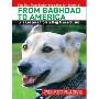 From Baghdad to America: Life Lessons from a Dog Named Lava (CD)