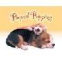 Pooped Puppies Boxed Notecards (卡片)