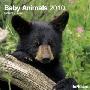 Baby Animals 2010 Calendar (Calendar)