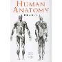 Human Anatomy for Artists (精装)