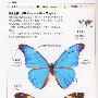 蝴蝶与蛾--自然珍藏图鉴丛书