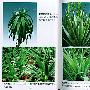 芦荟