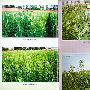黑芝麻种植与加工利用——黑色食品作物种植与加工丛书