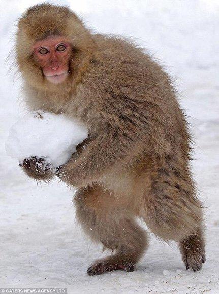 日本山区猕猴不惧寒冬 雪地嬉戏打雪仗(
