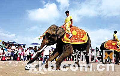 汉音对照 尼泊尔将举行大象足球赛无犯规无越