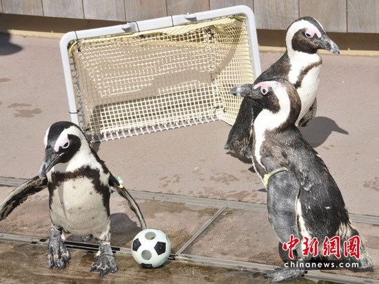 汉音对照 组图:日本企鹅踢足球赛迎接世界杯 z