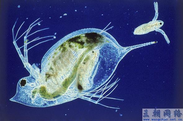 汉音对照 显微镜下的秘密世界:人类卵子精子显