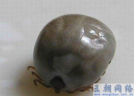 蜱虫怎么治疗用什么药 1284422766768.jpg