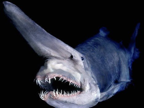 鲨鱼格陵兰岛海域现身 寿命达200年  据报道,来自美国夏威夷的摄影师