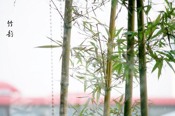 竹石的诗意