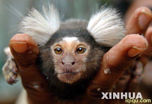 世界上最小的猴子:狨猴