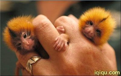 世界上最小的猴子:狨猴